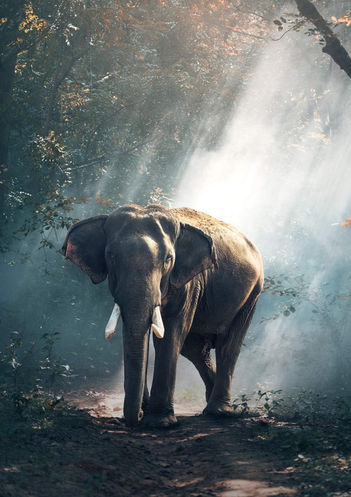 Sri Lanka: Egzotik Doğa ve Tarih Dolu 5 Günlük Keşif